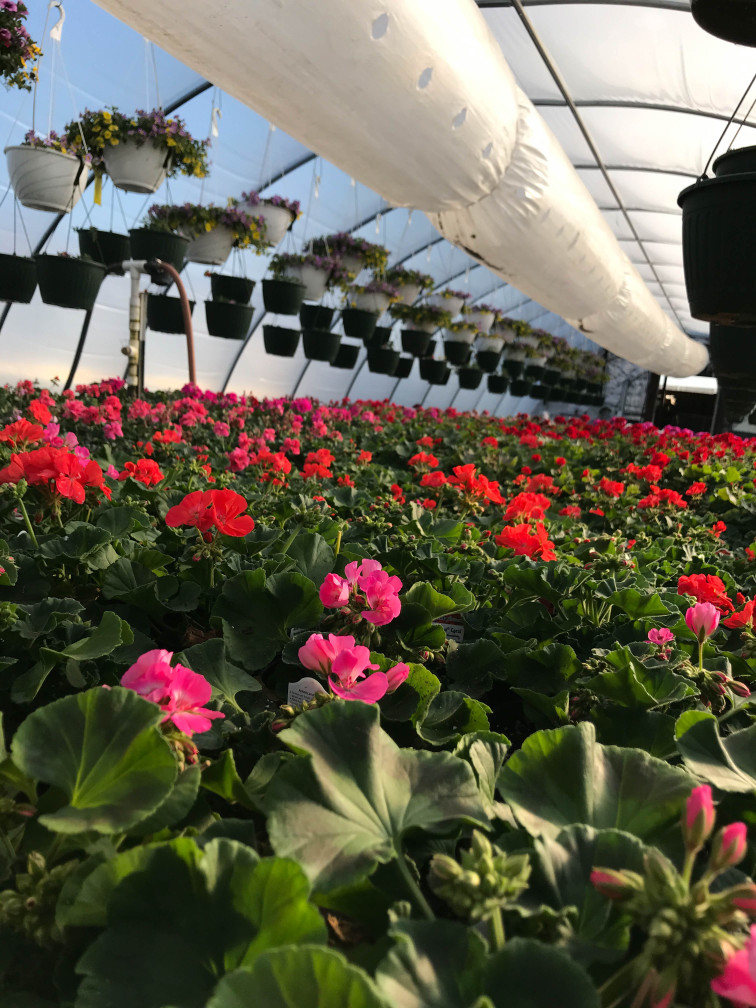 Sugar Grove Growers photo